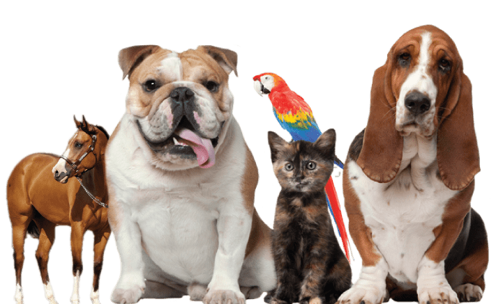 Pet-friendly compounded medications